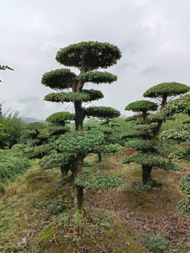 【牛商推荐】湖北刺冬青造型树产地直销