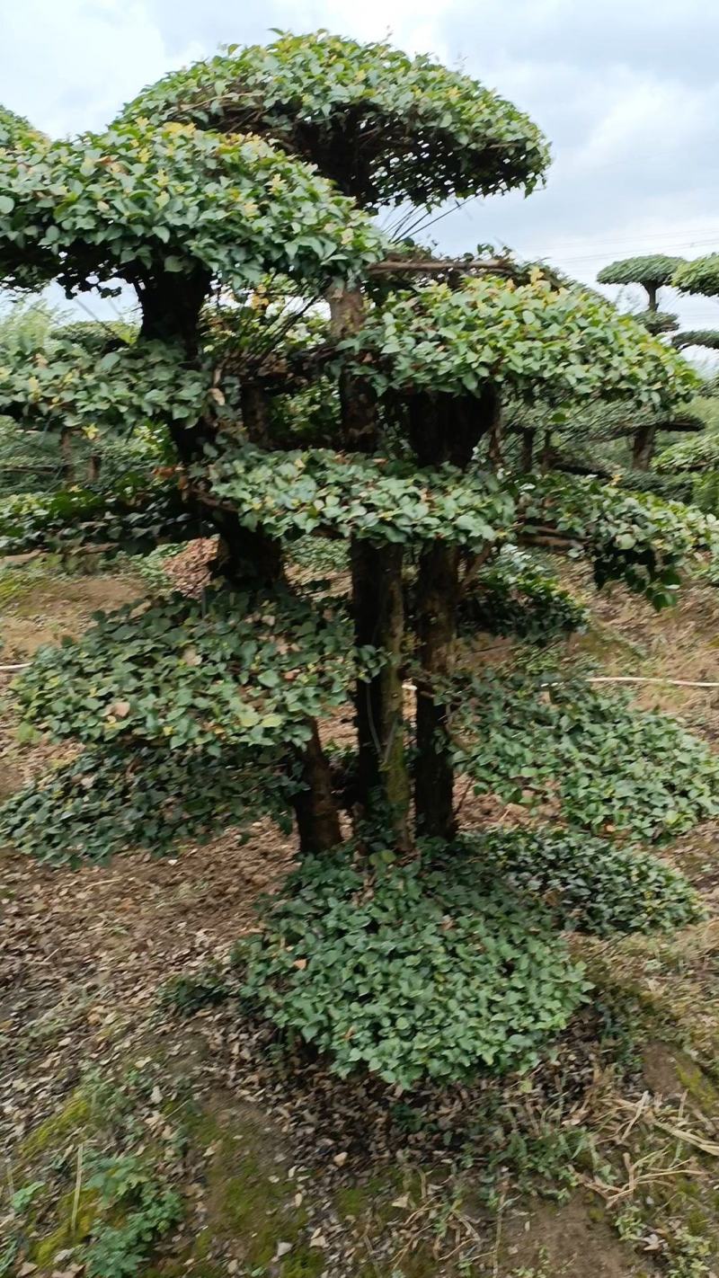 【牛商推荐】湖北刺冬青造型树产地直销
