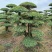 【牛商推荐】湖北刺冬青造型树产地直销