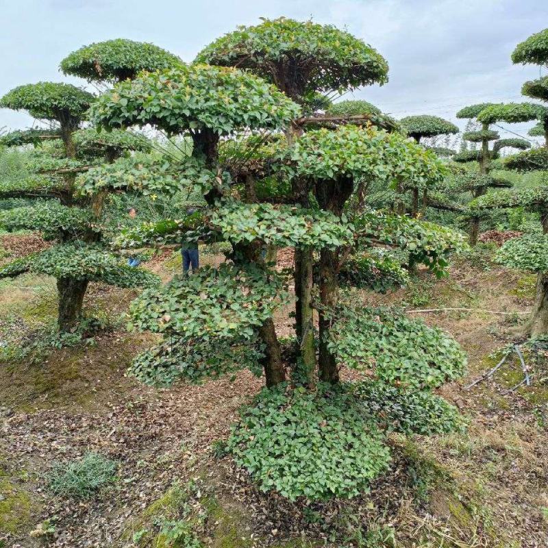 【牛商推荐】湖北刺冬青造型树产地直销