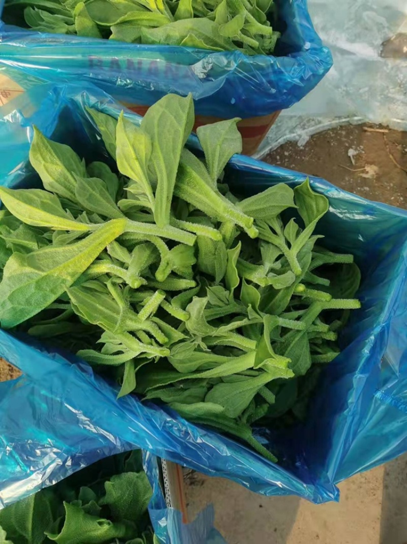 冰草，大棚种植，货源充足稳定，品相优良