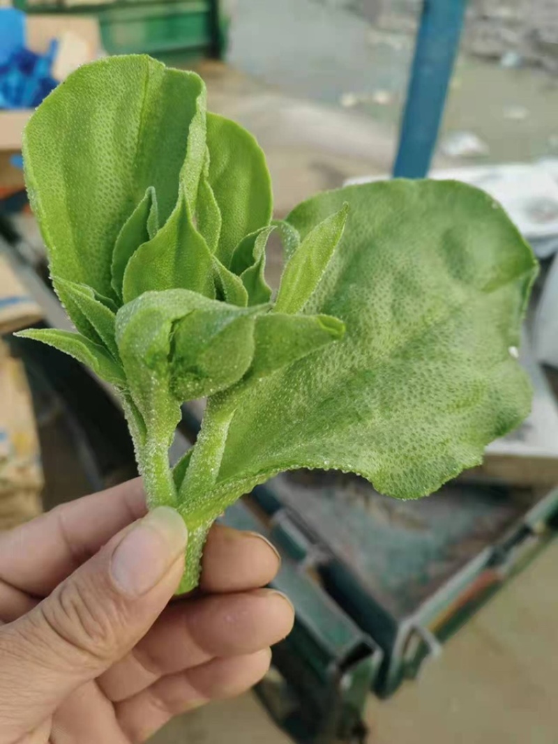 冰草，大棚种植，货源充足稳定，品相优良