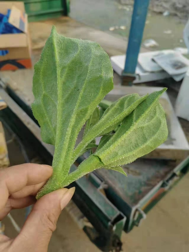 冰草，大棚种植，货源充足稳定，品相优良