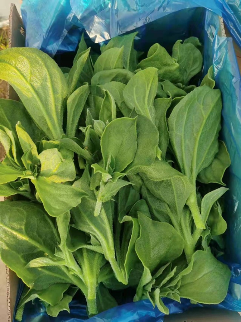 冰草，大棚种植，货源充足稳定，品相优良