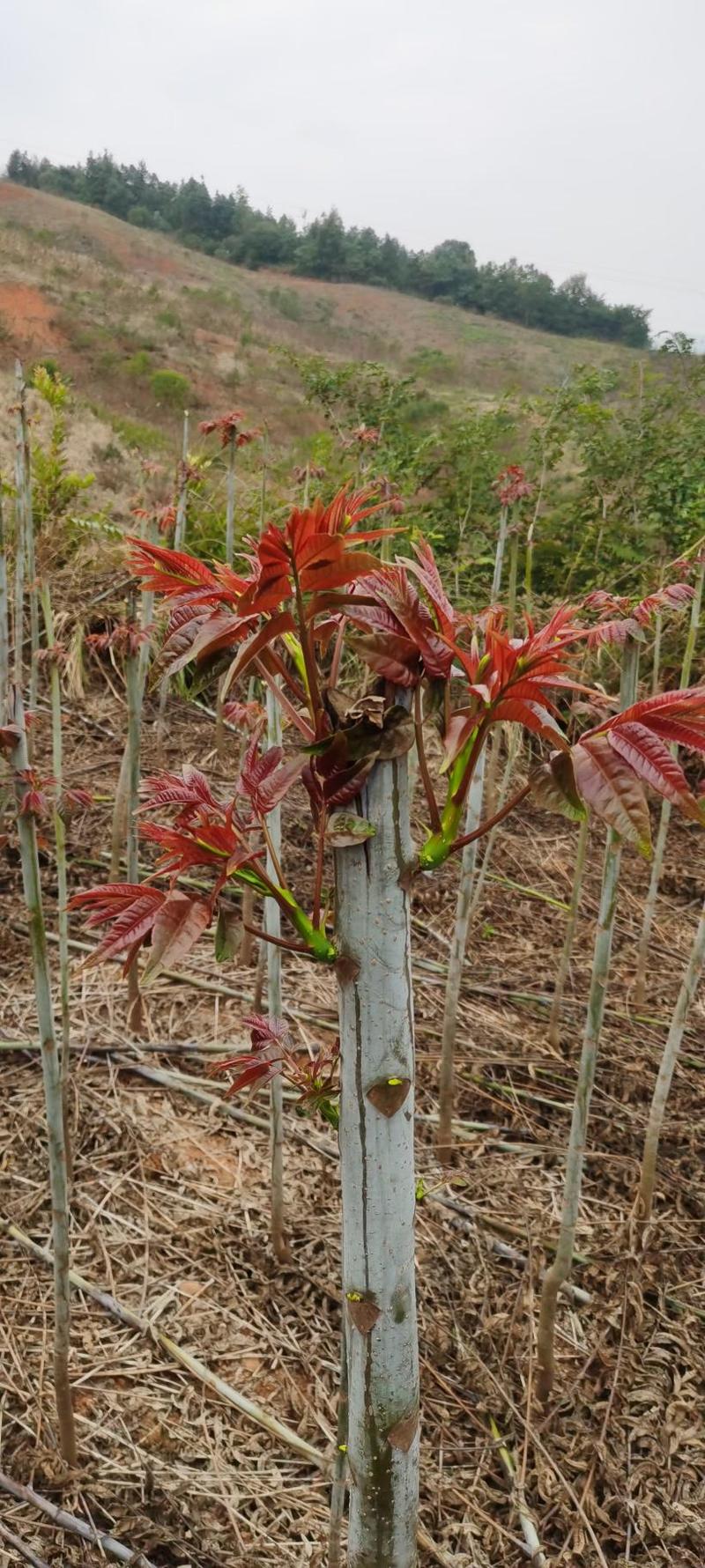 露天鲜香椿芽.【精品】云南红香椿，基地直发，精品货源包邮