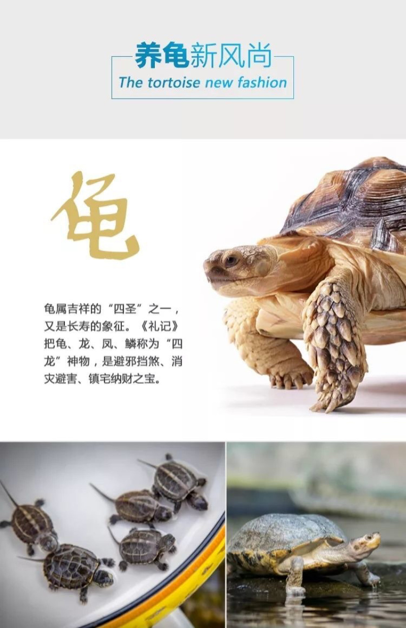 龟食饲料巴西龟招财龟金钱宠物小乌龟粮食物鳄龟家养草龟通用