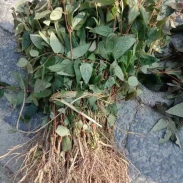 湘蕾六号银花苗