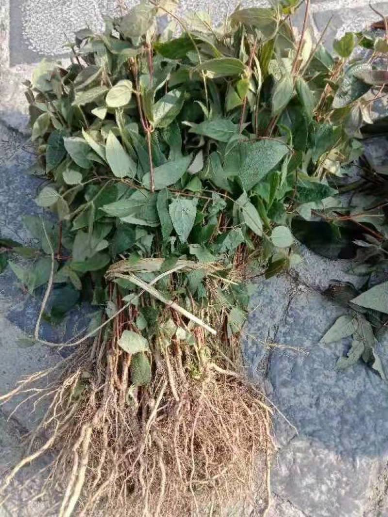 湘蕾六号银花苗