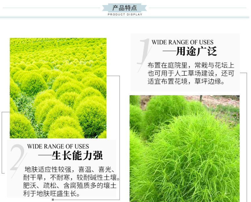 新红地肤种子绿地肤种子扫帚苗球形花海庭院室外四季易活