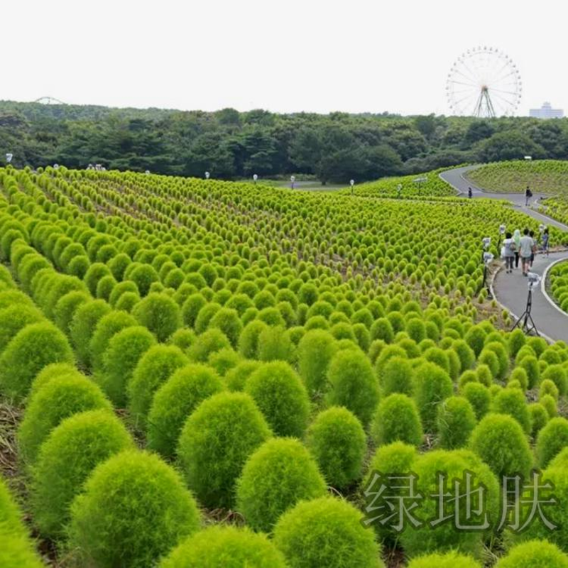 新红地肤种子绿地肤种子扫帚苗球形花海庭院室外四季易活