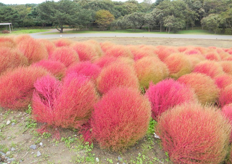 新红地肤种子绿地肤种子扫帚苗球形花海庭院室外四季易活
