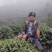 广西平乐县青龙石崖茶广西特产