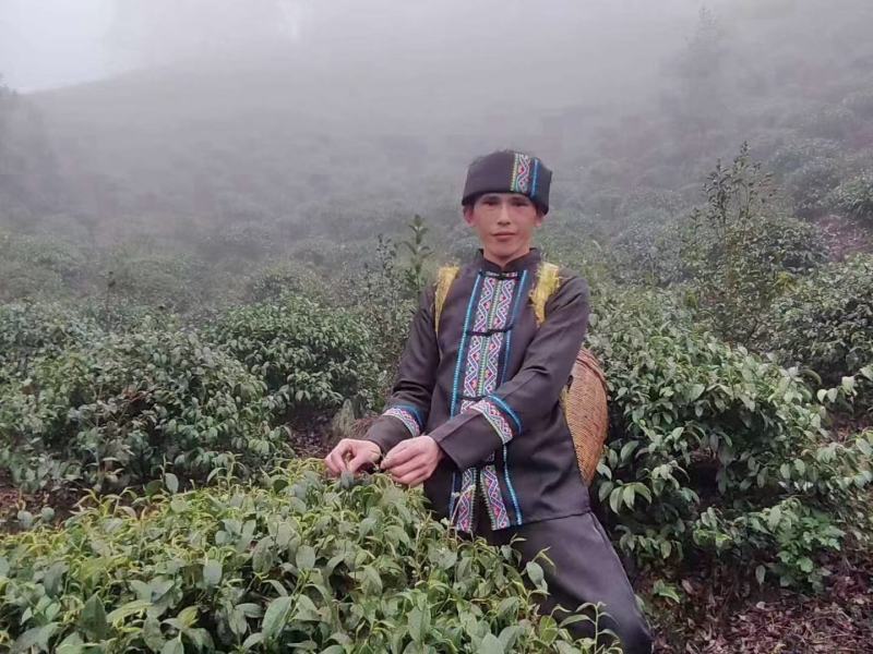 广西平乐县青龙石崖茶广西特产