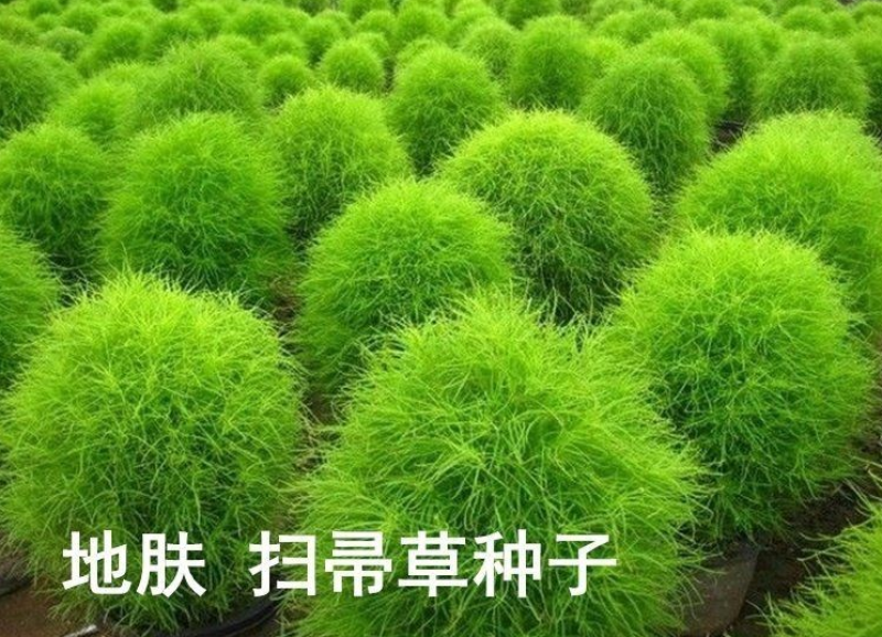 新红地肤种子绿地肤种子扫帚苗球形花海庭院室外四季易活