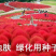 新红地肤种子绿地肤种子扫帚苗球形花海庭院室外四季易活