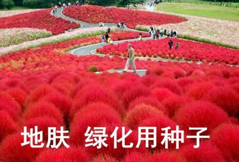 新红地肤种子绿地肤种子扫帚苗球形花海庭院室外四季易活