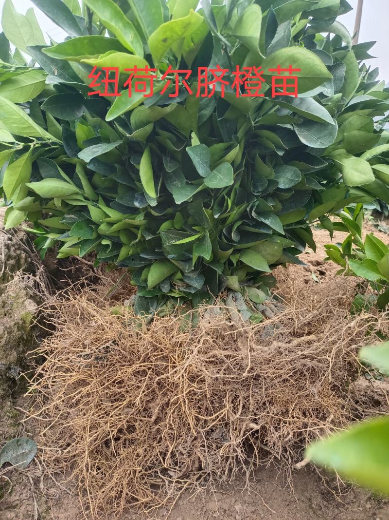 纽荷尔脐橙苗自育自销品种纯正根须发达成活率高