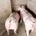 母猪活体比系长白公猪母猪大白二元苏太太湖新美系杜洛克