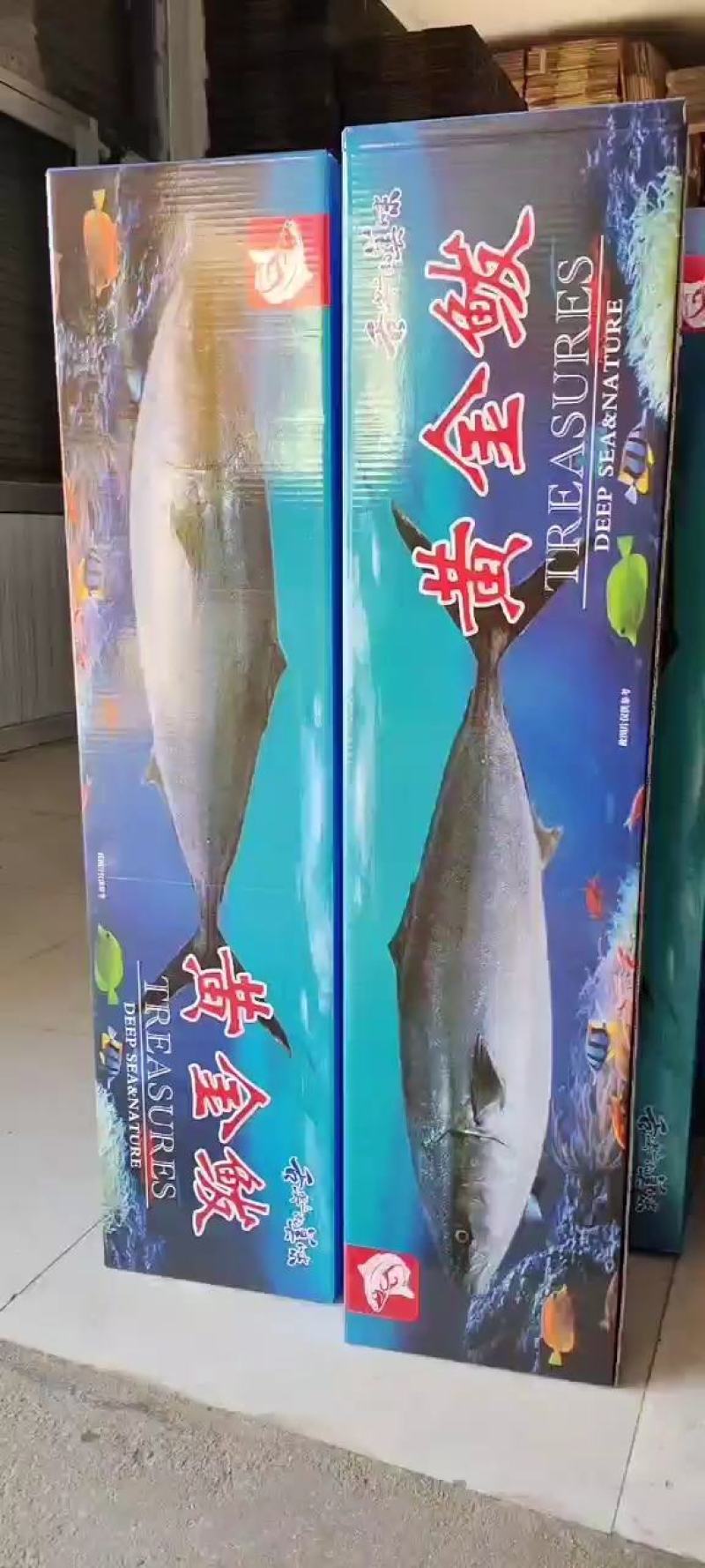 黄金鲅，鲜度好，卖相佳，各种规格都有，大量现货批发