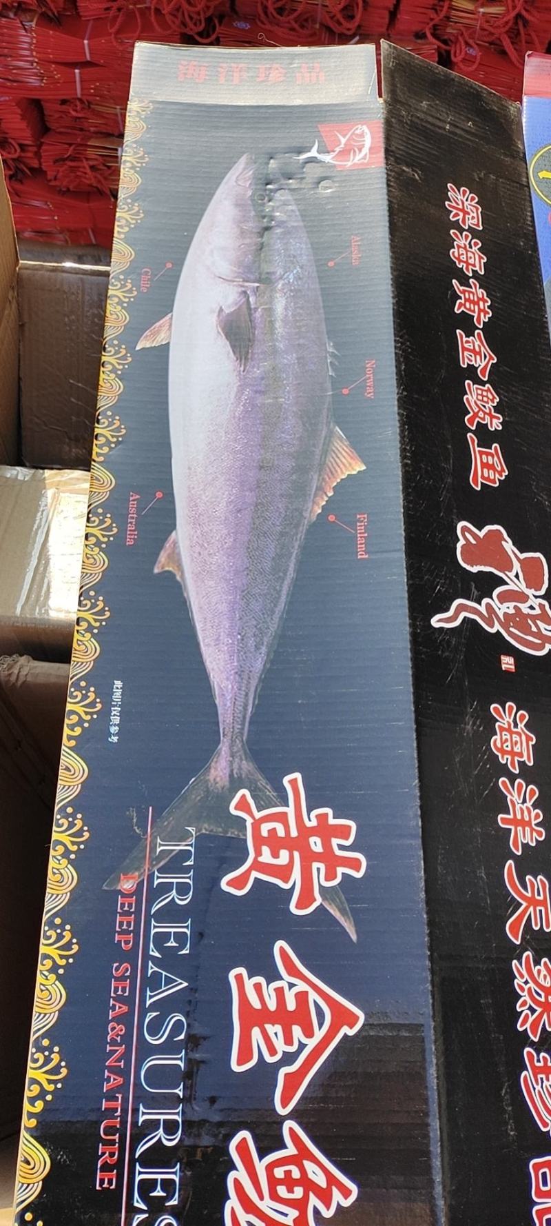黄金鲅，鲜度好，卖相佳，各种规格都有，大量现货批发