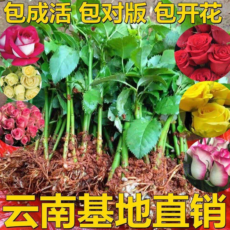 补差价专用下单当天发货包邮全年有货基地直供
