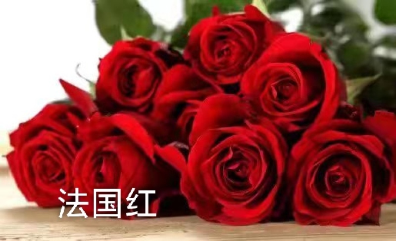 补差价专用下单当天发货包邮全年有货基地直供
