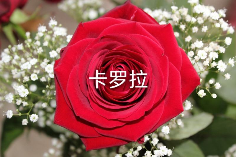 补差价专用下单当天发货包邮全年有货基地直供