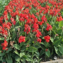 红花美人蕉红花美人蕉种植基地浙江红花美人蕉价格