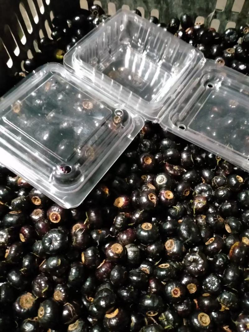 红果参大果早熟品种
