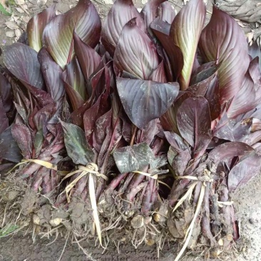 紫叶美人蕉紫叶美人蕉种植基地自产自销浙江紫叶美人蕉批价格