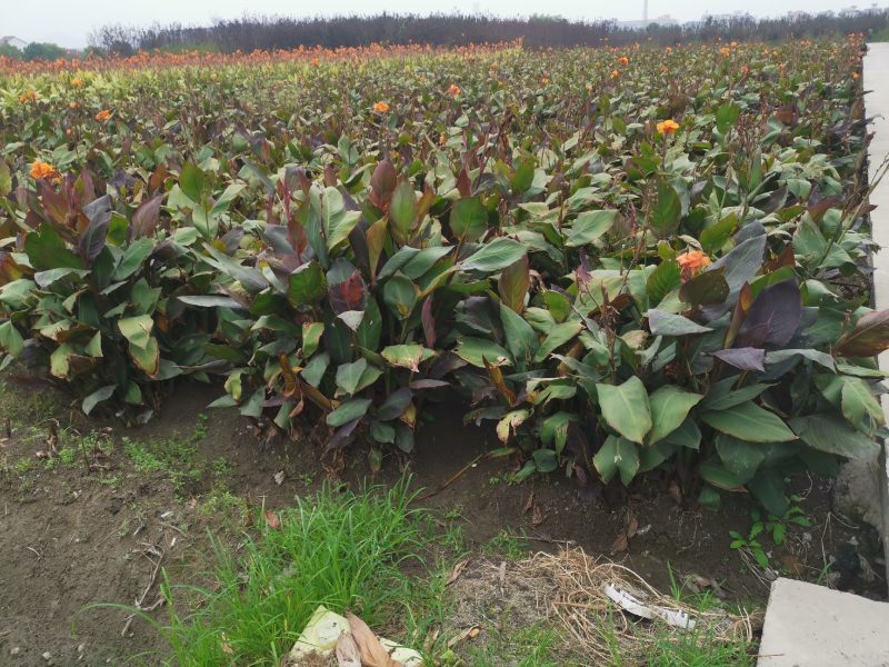 紫叶美人蕉紫叶美人蕉种植基地自产自销浙江紫叶美人蕉批价格