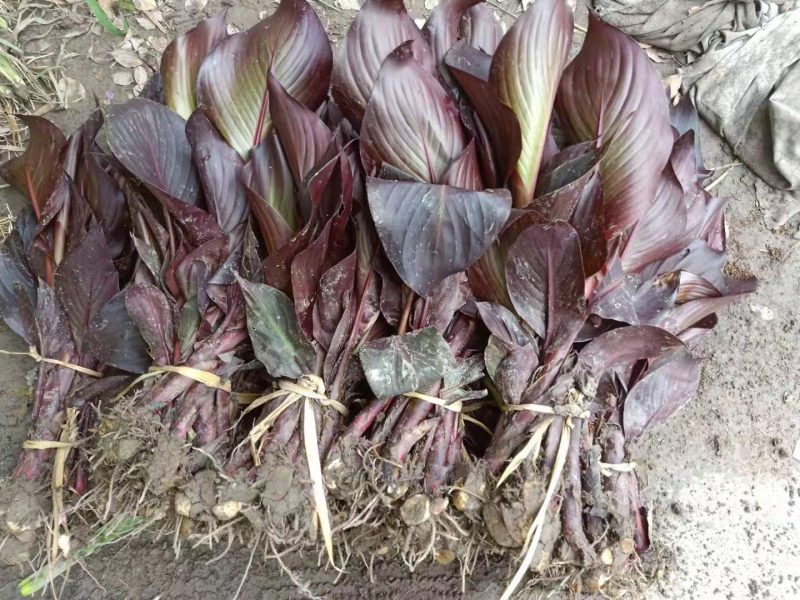 紫叶美人蕉紫叶美人蕉种植基地自产自销浙江紫叶美人蕉批价格