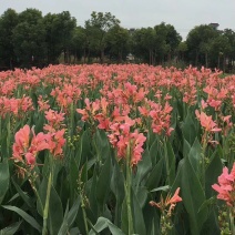 水生美人蕉水生美人蕉基地自产自销浙江水生美人蕉种植基地