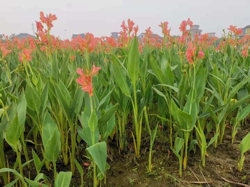 水生美人蕉水生美人蕉基地自产自销浙江水生美人蕉种植基地