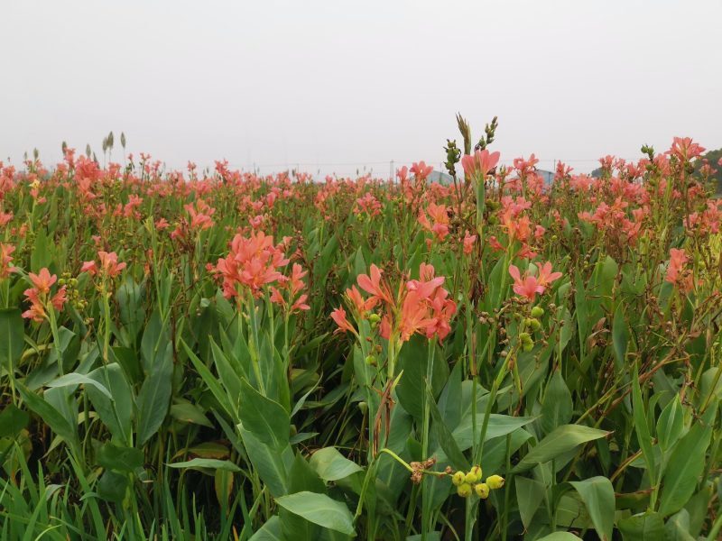 水生美人蕉水生美人蕉基地自产自销浙江水生美人蕉种植基地