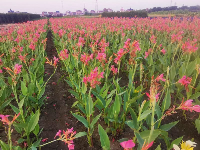 水生美人蕉水生美人蕉基地自产自销浙江水生美人蕉种植基地