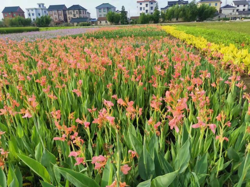 水生美人蕉水生美人蕉基地自产自销浙江水生美人蕉种植基地