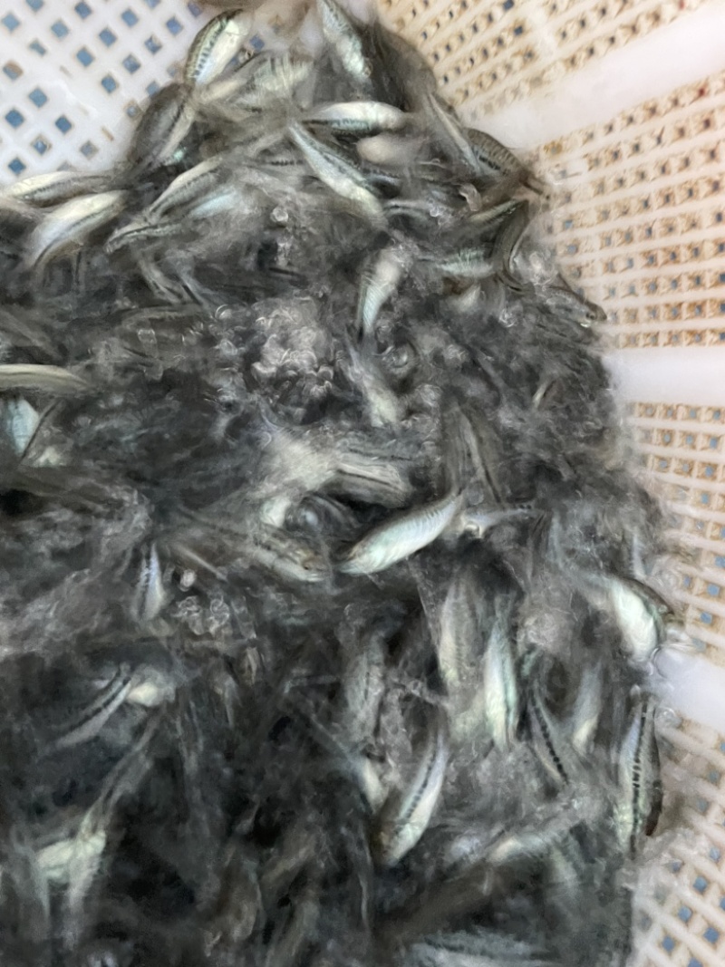鲈鱼苗，优鲈5号！生长速度快，抵抗力能力强！