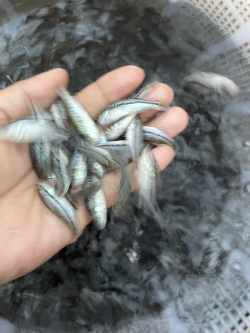 鲈鱼苗，优鲈5号！生长速度快，抵抗力能力强！