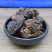 诃子金柯子肉柯子肉农产品不满意可退换货