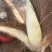 棕苞，棕树花苞，有需要的老板请下单，批零二斤起都发货
