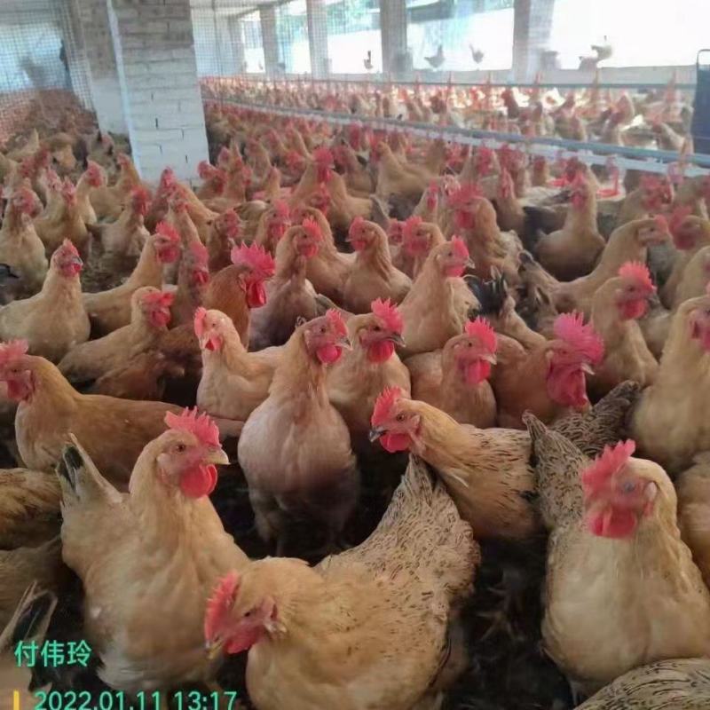 麻四项均重4.2，价格美丽【柳州鹿寨】