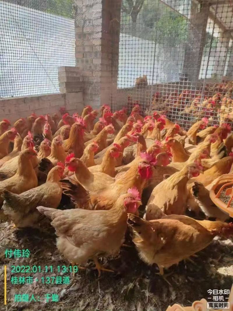 麻四项均重4.2，价格美丽【柳州鹿寨】