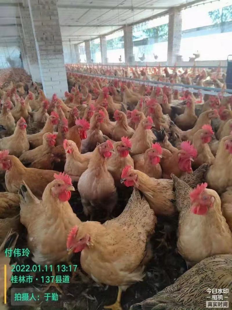 麻四项均重4.2，价格美丽【柳州鹿寨】