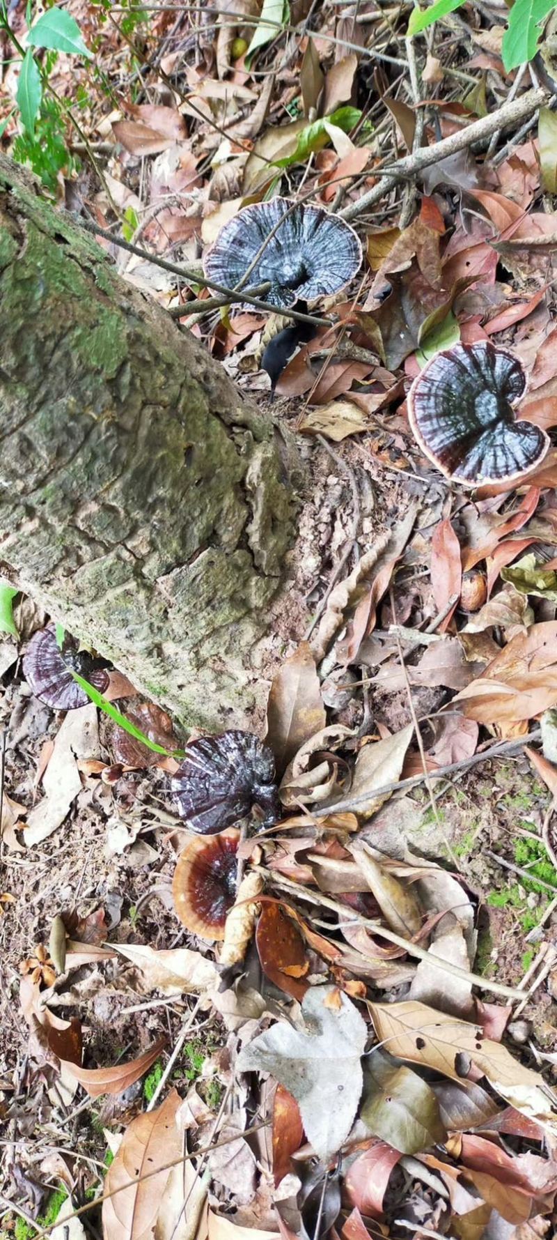 大瑶山灵芝