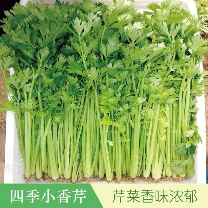 芹菜香芹江苏香芹量大从优基直供对接全国可代加工精品