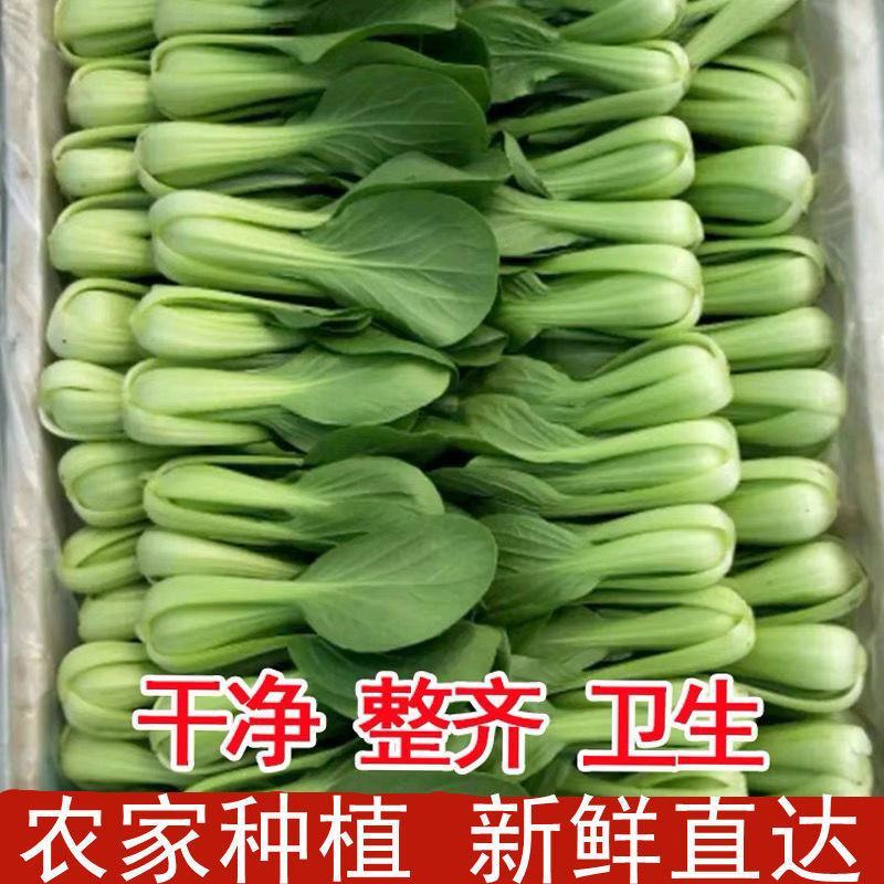 油菜上海青江苏本地小油菜量大从可代加工成品菜