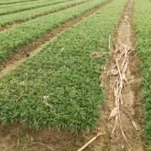 矮麦冬玉龙草种植基地自产自销浙江矮麦冬玉龙草批发