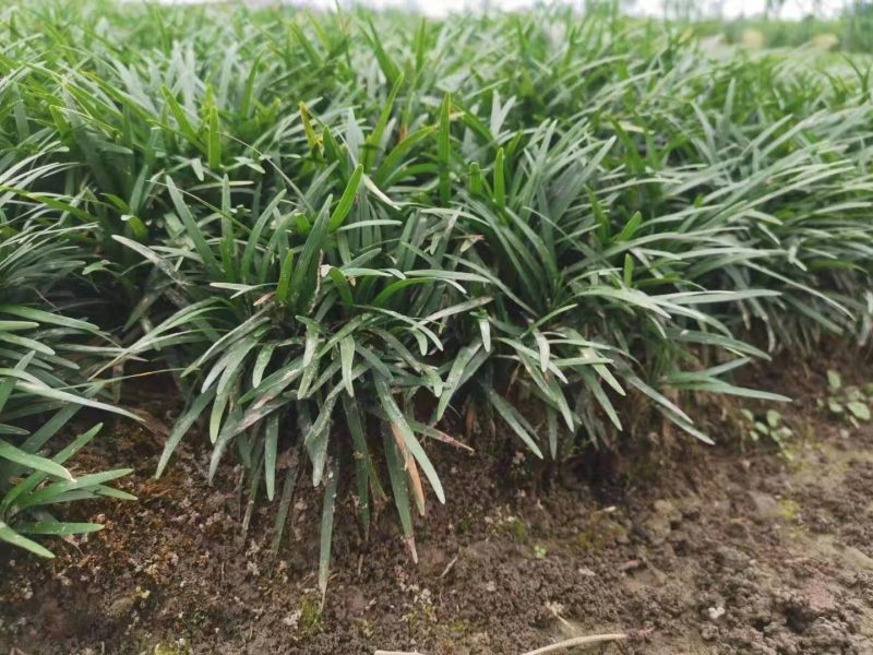 矮麦冬玉龙草种植基地自产自销浙江矮麦冬玉龙草批发