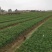 矮麦冬玉龙草种植基地自产自销浙江矮麦冬玉龙草批发